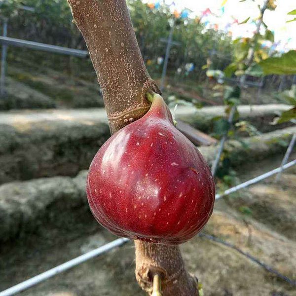 无花果：马义斯陶芬